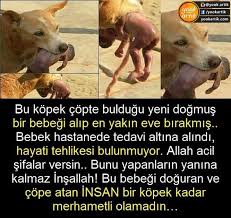Rcg Seafood Business Suarl Adli Kullanicinin Bilgi Panosundaki Pin Goruntuler Ile Ayi Guzel Soz Dualar