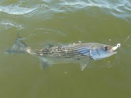 Chesapeake Bay Fish Chesapeake Bay News