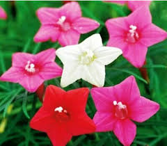 Image result for Ipomoea quamoclit