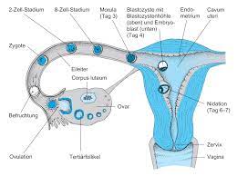 Wann kommt es zur ersten furchung? Befruchtung Furchung Und Implantation Learncard 141602857