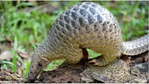 (b) the quantities of scales that can be traded. Pangolin Officially Removed From Chinese Traditional Medicine List Vietnam Times