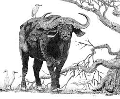 King Of The Cape Buffalo By Doug Hiser Elephant Art Africa Art Animal Drawings