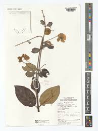 Image result for Flabellaria paniculata