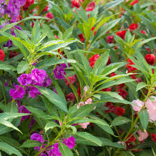 Image result for Impatiens salpinx