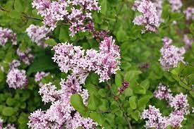Dwarf korean lilac is smothered in stunning panicles of fragrant lilac purple flowers at the ends of the branches . Syringa Meyeri Palibin Lilac
