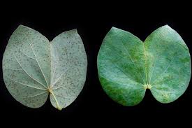 Image result for Piliostigma thonningii