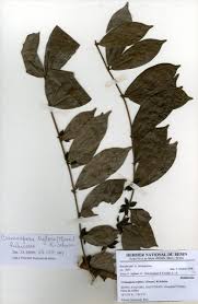 Image result for Cremaspora triflora