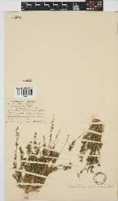 Image result for Schmidtia kalahariensis