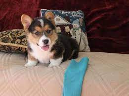 Once a health certificate has been supplied, please plan to take your puppy to your vet for an inspection and to. Pembroke Welsh Corgi Puppies For Sale Jacksonville Fl 260731