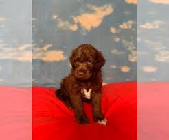 We also reserve the right to change mating pairs based on circumstances. View Ad Labradoodle Dog For Adoption Near North Carolina Raleigh Usa Adn 212208