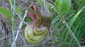 Image result for Aristolochia heppii