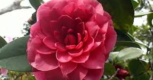 Henry Price Rose Flowers Seedlings