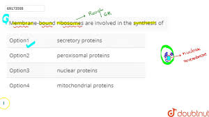 Check spelling or type a new query. Membrane Bound Ribosomes Are Involved In The Synthesis Of Youtube