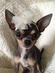 Chihuahua Headband By Digginitdesigns On Etsy Cute Chihuahua Cute Animals Cute Baby Animals