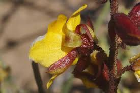 Image result for Erythrostemon