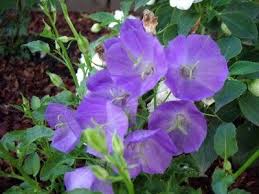 Campanula Carpatica Blue Clips Love These Little Blue Flowers So Pretty Wor Blue Campanulacarpaticablueclips Flowers In 2020 Plants Shade Garden Plant List
