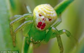 Maybe you would like to learn more about one of these? Now This Is A Creepy Crawly Meet The Bright Green Spider That Looks Just Like The Clown In Stephen King S Horror Film It Daily Mail Online