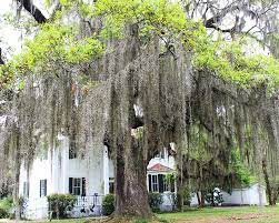 Maybe you would like to learn more about one of these? Spanish Moss South Carolina Lowcountry
