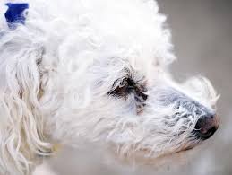 How can i get rid of poodle's tear stains? Diy Dog Tear Stain Remover Petfinder Dog Tear Stains Tear Stains Diy Dog Stuff