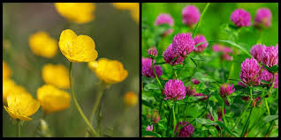 We did not find results for: 10 Beautiful Native Irish Wildflowers To Look For This Spring And Summer