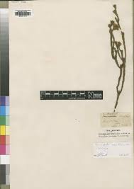 Image result for Agelanthus toroensis