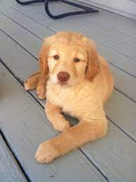 Labradors and golden retrievers have very similar personalities. Pin By Lisa Stake On Pets Golden Retriever Golden Retriever Mix Puppies Retriever Mix