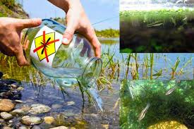 Check spelling or type a new query. Mosquito Control Fish Heterandria Affinis H Formosa Or The Guppy