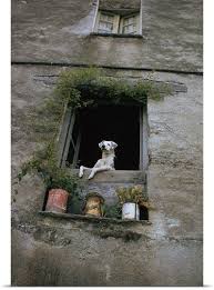 A Dog Peers From A Window With Plants Corsica France Windows Dogs Through The Window