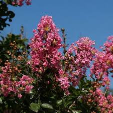 「サルスベリ 。画像。」の画像検索結果