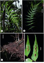 Image result for Pentadesma reyndersii
