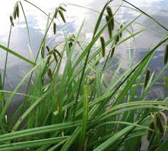 Image result for Cyperus karisimbiensis