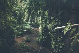 601 best wilderness ✅ free vector download for commercial use in ai, eps, cdr, svg vector illustration graphic art design format.forest, mountain, outdoor, wildlife, desert, camping, nature, wild, hunting. Free Photo Photo Of River Background Nobody Wilderness Free Download Jooinn