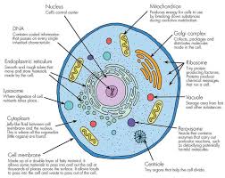 Cells consist of cytoplasm the number of cells in plants and animals varies from species to species; Animal Basic Cell Living Mini Organs Organselles Working A Basic Living Animal Cell With It S Org Animal Cell Project Cells Project Biology Projects