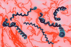 Free shipping on orders over $25 shipped by amazon. Borrelia Burgdorferi C P Protein Recombinant Antigen Produced In E Coli