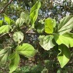 Image result for Afrocanthium mundianum