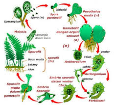 Chlorobionta ├─chlorophyta └─charophyta ├─(various green algae) └─embryophyta ├─bryophyta │ ├─sphagnum │ └─┬─andreaeids │ └─┬─. Pengertian Metagenesis Contoh Dan Tahapannya Dilengkapi Gambar