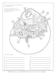 Welcome to coloring with cell! Ask A Biologist Animal Cell Coloring Page Answers Coloring Pages Blog Justice