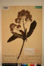 Image result for Solanecio mannii