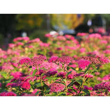 Image result for Spiraea bumalda