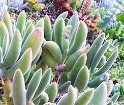 Image result for Cuviera tomentosa