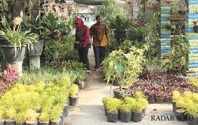 6 jenis media tanam untuk membuat taman di rumah. Apa Saja Jenis Tanaman Hias Yang Berpeluang Tinggi Untuk Dijadikan Bisnis Taman Dictio Community