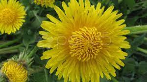 Flower Dandelion Opening Blossom Timelapse Video Stock Footage Opening Blossom Flower Dandelion Blossom Time Lapse Video Flowers