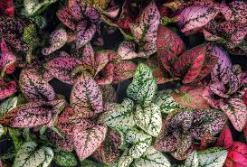 Можно ли держат в домашних. Aglaonema Indoor Outdoor Low Care Good Luck Air Purifying Foliage Plant Gardening Tips Plants Care Plants Details