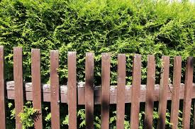 Grenzbepflanzung Diesen Grenzabstand Mussen Sie Einhalten