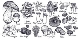 Black And White Mushroom Mushrooms Bolete Morel Truffle Agaric Shimeji Champignon Chanterelle Black And King Trumpet Oyster In 2020 Mushroom Drawing Mushroom Tattoos Stuffed Mushrooms