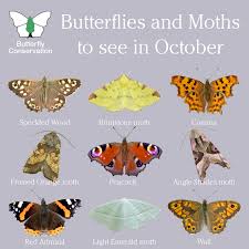 Butterfly Conservation On Twitter Butterfly Conservation Butterfly Species Moth