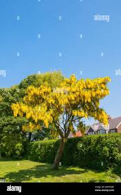 Image result for Laburnum anagyroides