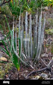 Image result for Ceropegia circinata