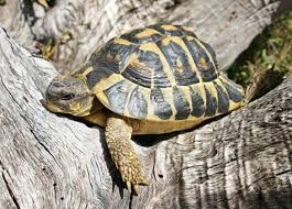 La longueur des bras, des jambes. Le Reveil Des Tortues Schilliger