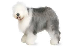 There are other options of course. Old English Sheepdog Dog Breed Information Pictures Characteristics Facts Dogtime